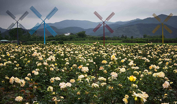 户外拓展培训基地—玫瑰园